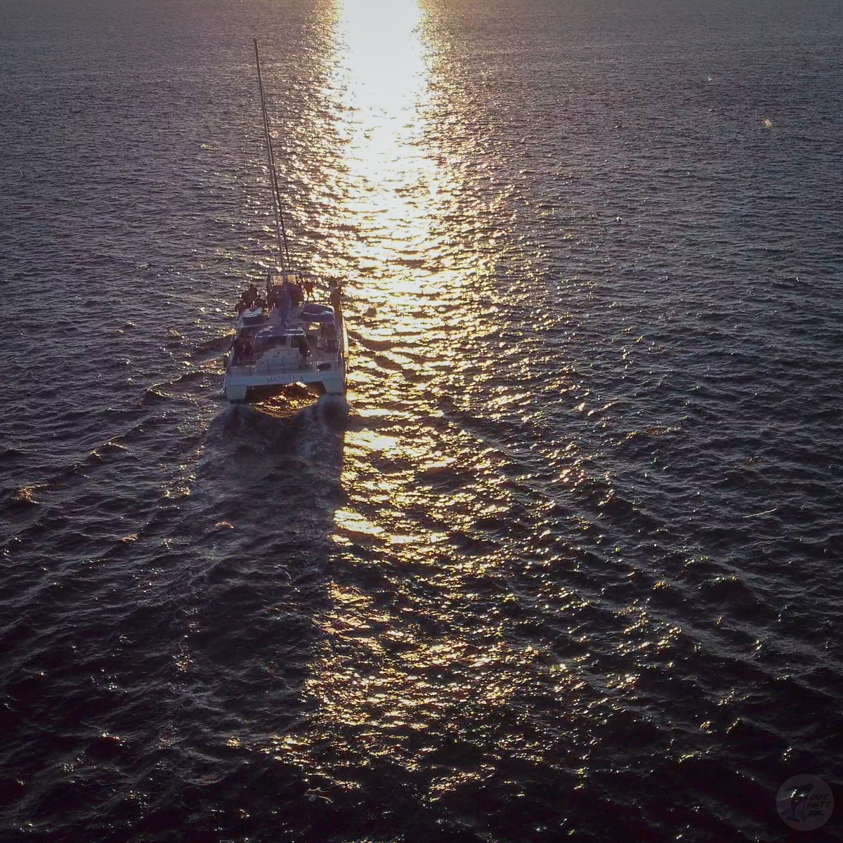 “Life does not come with instructions on how to live, but it does come with trees, sunsets, smiles and laughter, so enjoy your day.” – Debbie Shapiro 🌅 
#MondayMotivation #connectwithnature 

(📷: Dolphin, Stacie Fox | Drone, Matt Stumpf 12.11.21) 
#optoutside #socal #danapoint