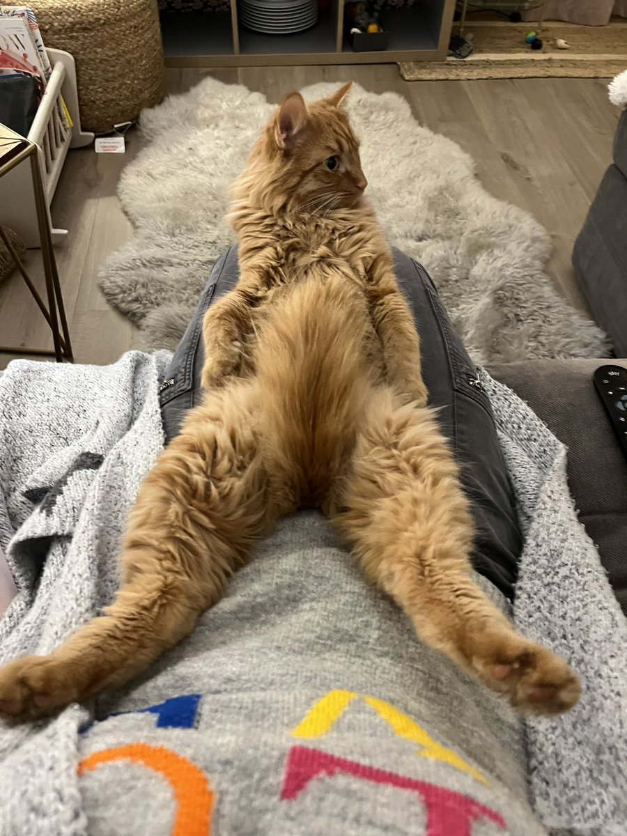 b_therealzoe's tweet photo. This cat makes me howl - “Is that your tail….?!” https://t.co/eyCU56evjW