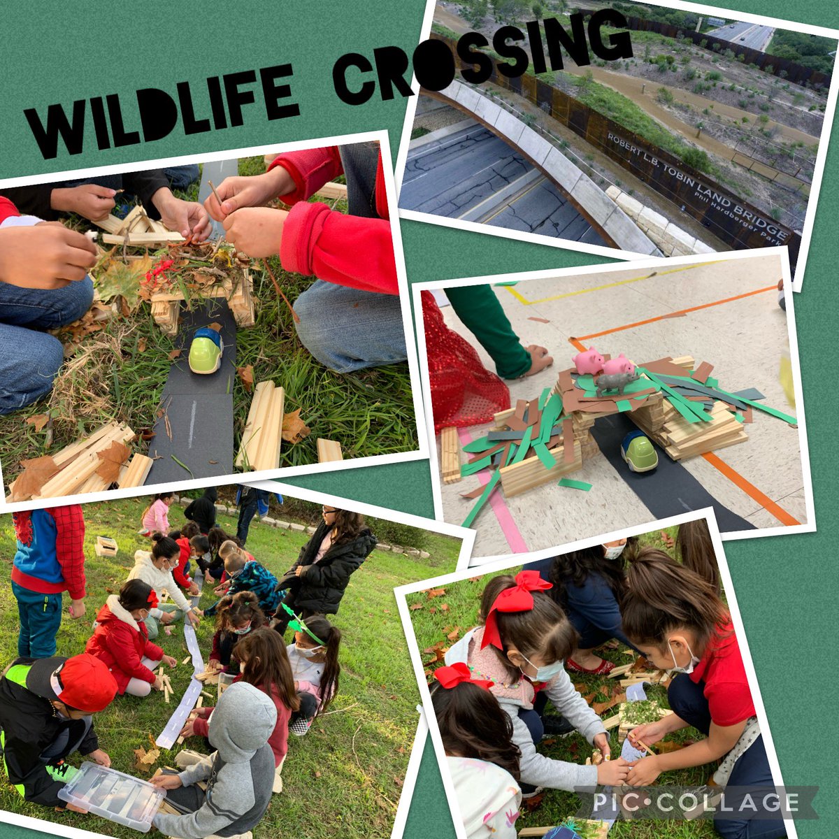 Did you know that San Antonio is home to the largest land bridge/ wildlife crossing in the U.S.? We worked hard designing our own wild life crossing to help animals to safely cross the highway, and prevent habitat fragmentation. <a href="/NISDCable/">Cable Elementary</a> <a href="/hardbergerpark/">Phil Hardberger Park Conservancy</a> <a href="/NISDSTEMLabs/">NISD STEM Labs</a>