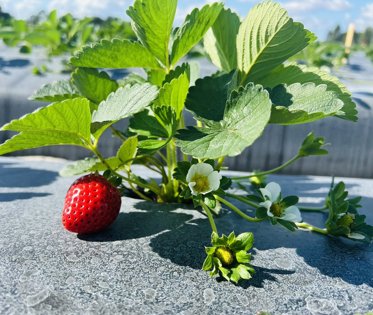 Ruby Tiwari Rubyytiwari Twitter