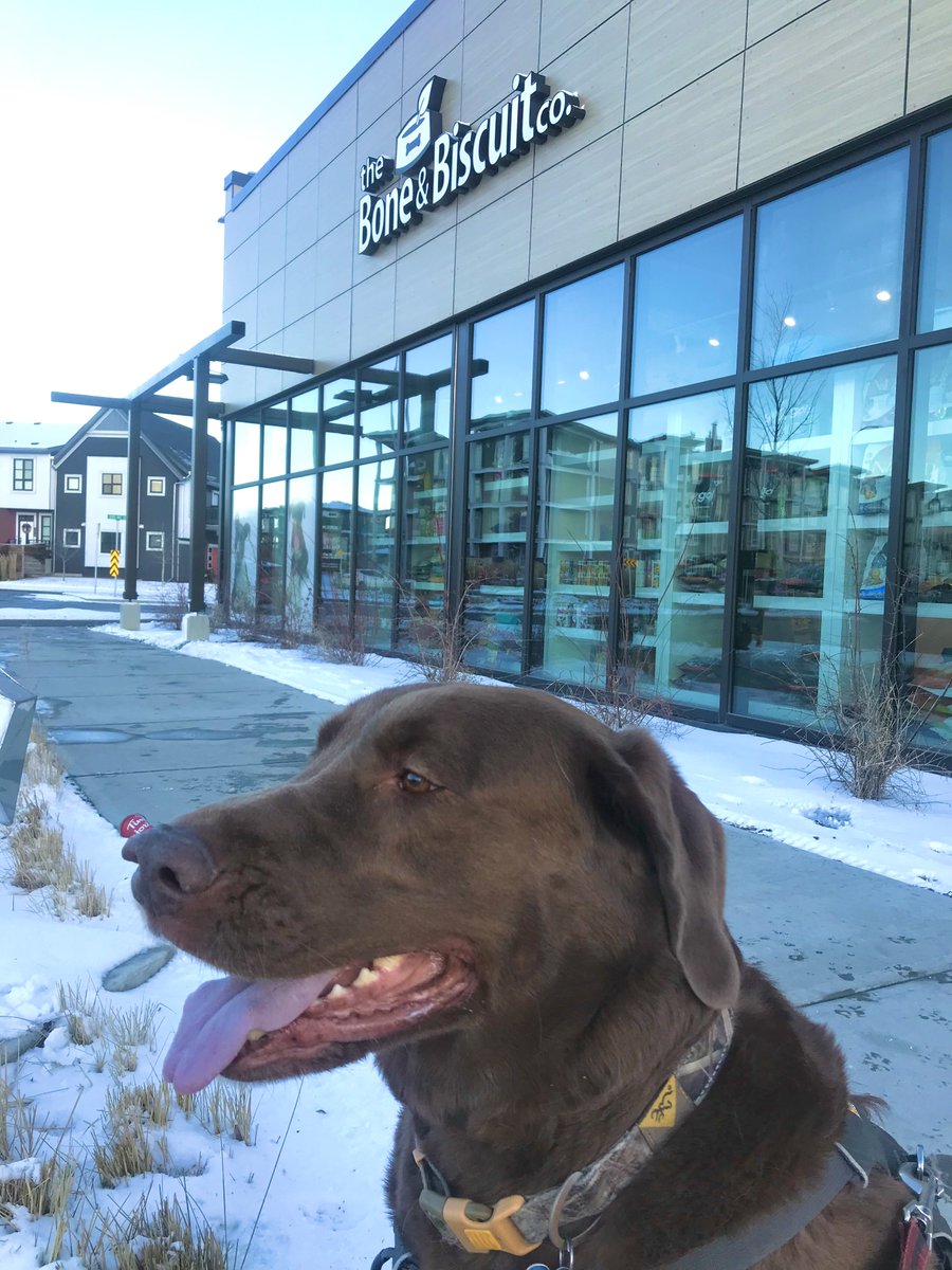 LegacyCalgary's tweet photo. #PetsofLegacyYYC is back! Say hi to Luke, the 4-year old brown lab making his way to his favourite store  in #LegacyYYC, @BoneandBiscuit! DM us to have your pet featured in next months edition of #PetsofLegacyYYC! https://t.co/bAtQnRnOxk