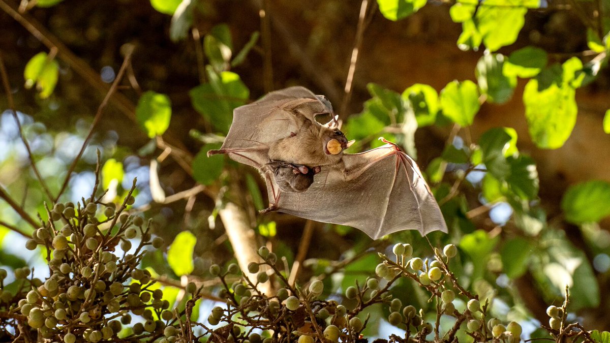 CaraSantaMaria's tweet photo. Here's how bat moms give bat pups their sense of direction. 🦇

#BatPups #Bats #Direction #AnimalLearning #BatParenting

https://t.co/A7zwOezr5Q @nytimes https://t.co/cAdJ2USGdq