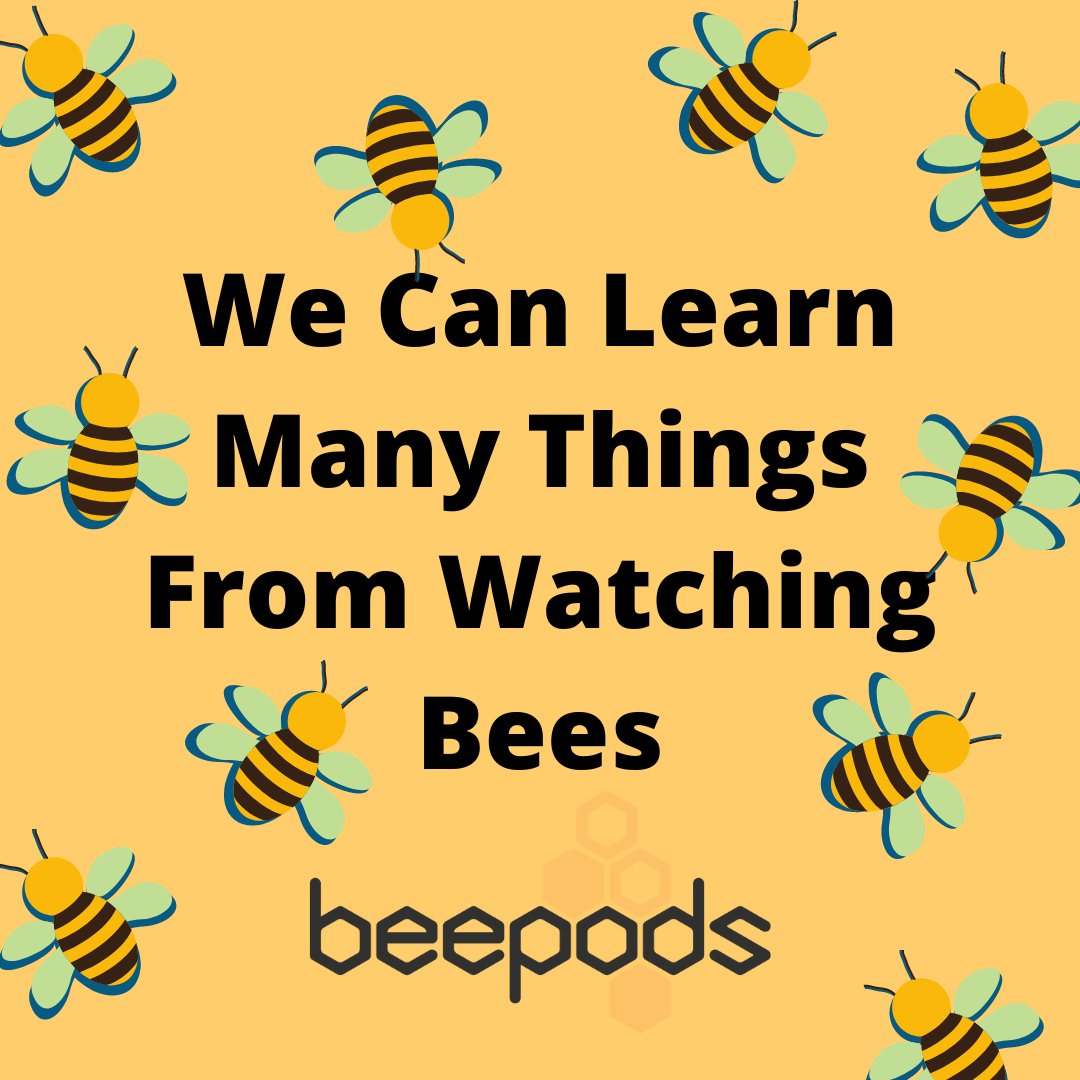 Beepods's tweet photo. Just because they are small, doesn’t mean they aren’t brillant! Bees actually have a high level of intelligence when it comes to areas of mathematics, emotion, and communication. What have you learned from your time beekeeping?
https://t.co/c8p8cCbq1Z
#Beepods #Smartbees https://t.co/E4NmfknMfN