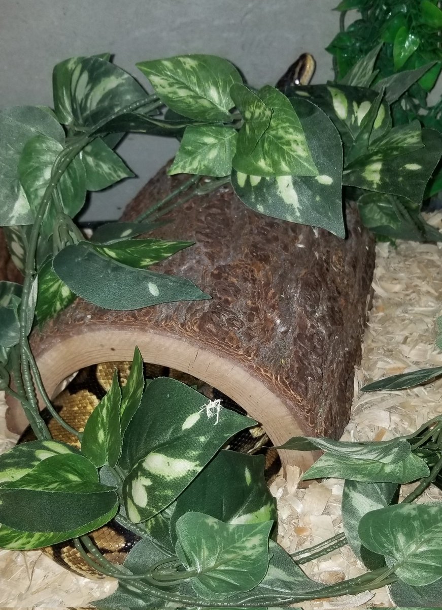 KiKi_loves_KiKi's tweet photo. Mama gets it Kara. You need a new log. Only that's the biggest one they have. Silly noodle. Almost 5ft and still growing. 🐍💚🐍

#Kara #KaraAndMe  #KarKarTheDragon #RespectAllCreatures #BallPython #ShesAMake #NotASnake #Noodle #SnakeLover #MamaGir https://t.co/ZNnKYiPOvX