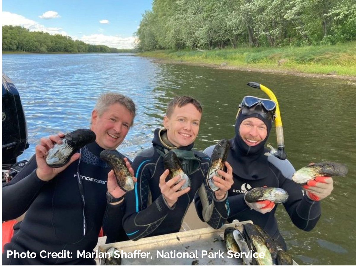 Former Cofrin Center for Biodiversity student employee and master's student, Jesse Weinzinger, was a part of a team who documented 100-year old mussels in upper St. Croix!
stcroix360.com/2021/12/scient…