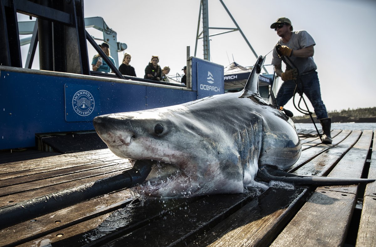White shark Tancook is currently off the coast of Ormond Beach, Florida! We met Tancook on Expedition Nova Scotia in September and he’s traveled over 2,000 miles since. 

Track this 715lb juvenile white shark on the #OCEARCH Global #SharkTracker:
ocearch.org/tracker/detail…