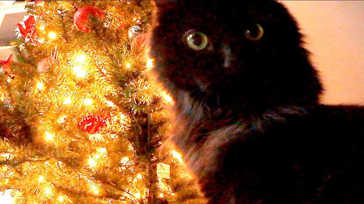 BeFirsttoKnow's tweet image. Hidden Camera Shows Cats Attacking Christmas Tree dlvr.it/SFJc60