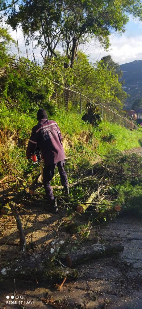 #13Dic Nos Mantenemos en Constante Monitoreo ante las lluvias que han afectado diferentes sectores, nuestros Equipos de la <a href="/AlcaldiaDeTovar/">Alcaldía De Tovar</a> y <a href="/Zoedan_Aragua/">Cuerpo de Bomberos - Zona Operativa Aragua.</a> realizan despeje de Vía por árbol caído

Seguimos Trabajando por el Bienestar de nuestro Pueblo! 
<a href="/Soykarinacarpio/">Karina Carpio</a>