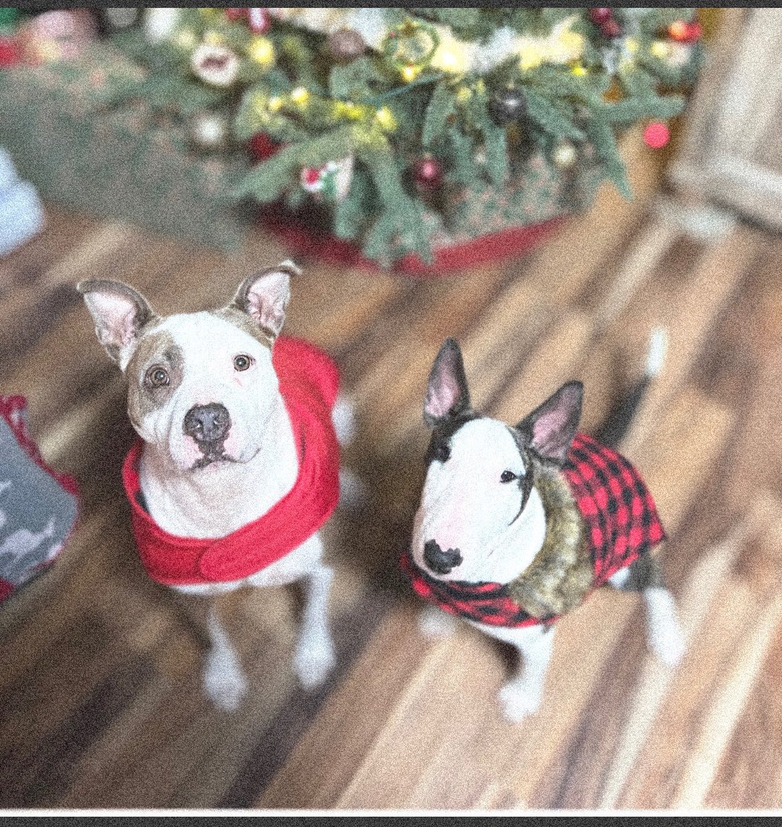 jericka's tweet photo. #targetdog https://t.co/MqB1uigbcM