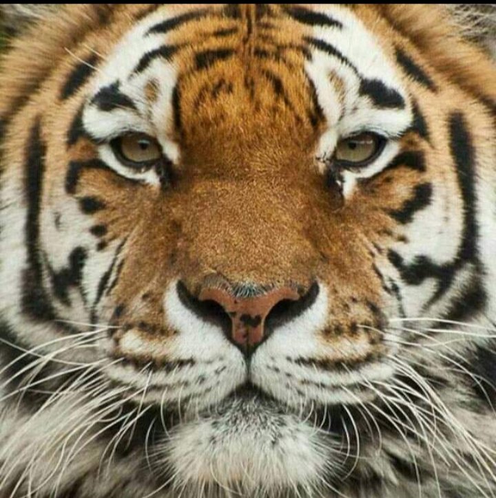 SJayapalan1's tweet photo. @Shenbacute https://t.co/2fSDpqnIq7