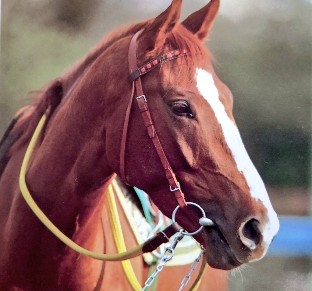 Stay Dream 朝日杯 35年前 12月14日 の朝日杯3歳sを制したメリーナイス 翌年には 日本ダービーを制覇 映画 優駿 に登場するオラシオンのモデルともなった四白流星の栗毛が美しい馬でした 朝日杯fs 朝日杯3歳s ダービー馬 T Co