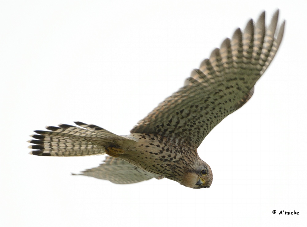 A_miekeTommel's tweet photo. Altijd lekker vogelen op #Texel . Met heel veel dank aan Marc en José van het #Vogelinformatiecentrum ! @natuurdigitaal https://t.co/uGTjCUeitr