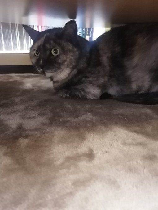 サビ猫のtwitterイラスト検索結果 古い順