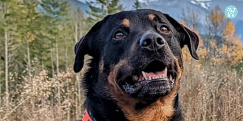 JWagable's tweet image. Uli knows when to run or rest. He relies on his Rottweiler, Australian Cattle Dog and Border Collie instincts. #PNWDog

Thanks to Jess Terry Berry: ow.ly/XUES50GNcsT