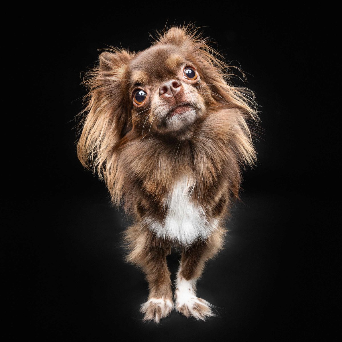 As a company that recognizes the significance of pet companions in our lives, we paid tribute to Edenshaw’s extended family with portraits! 

Introducing, Hugo, Director, Marketing.

#EdenshawDevelopments #ThoughtfullyDesigned #Toronto #YYZ #Mississauga #TorontoDogSpot