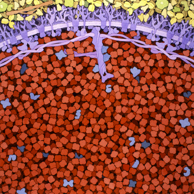 I've always pictured RBCs as a sort of "hydrogen atom" or "E. coli" simplified model of human cells. We're really hoping this work is a step towards full 3D models of these remarkable cells that we can one day see laid out like a <a href="/dsgoodsell/">David S. Goodsell 🏳️‍🌈</a> painting pdb101.rcsb.org/sci-art/goodse…