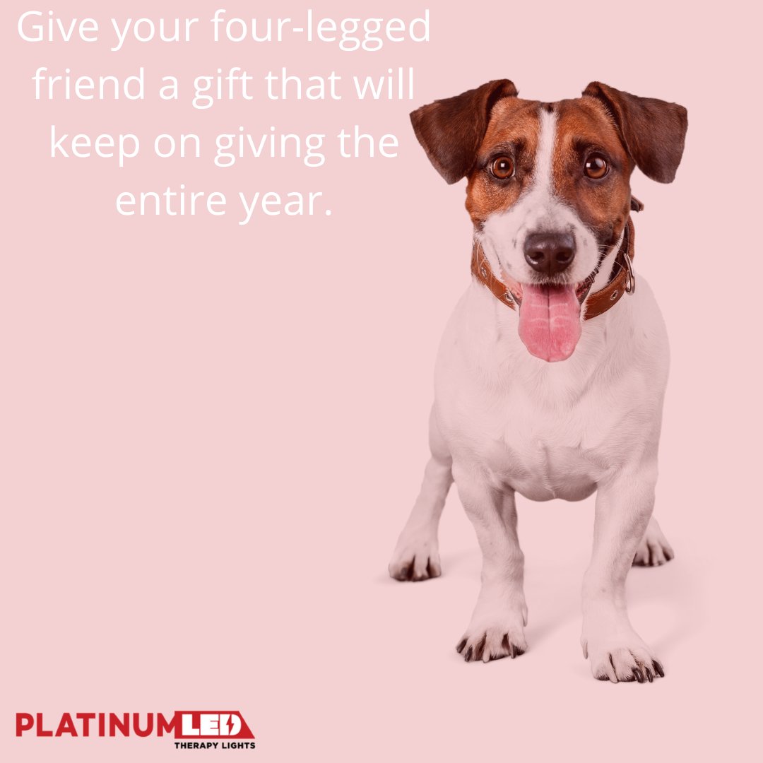 LightsTherapy's tweet photo. Red light therapy doesn't just turn the clock back for people, but animals as well. https://t.co/Cf836Bwc5j