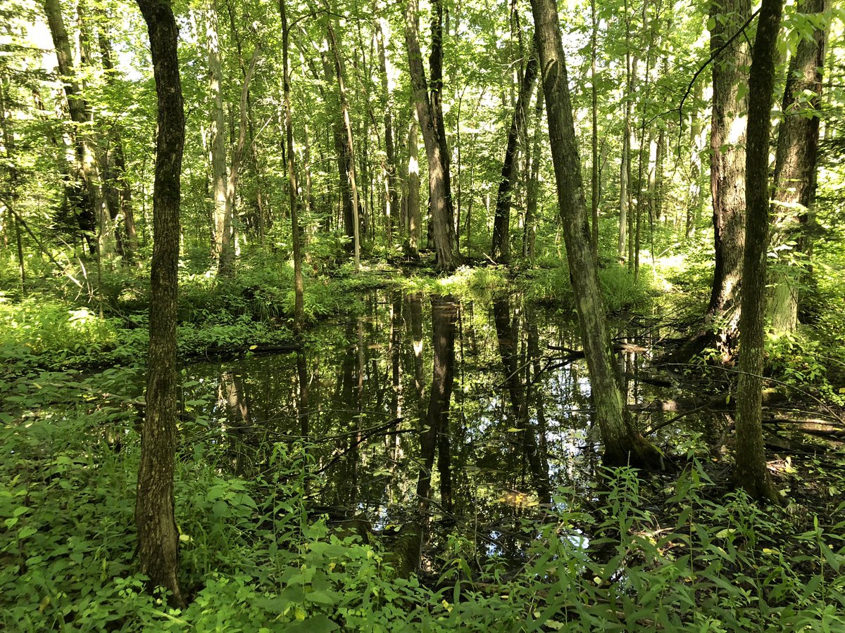 stopbwgbypass's tweet photo. #ICYMI - in July we did a walking tour of the Lower Landing with @FROGSofEG. Here are some of the photos from the area of the proposed #BradfordBypass route. https://t.co/wVTXVVkB5v