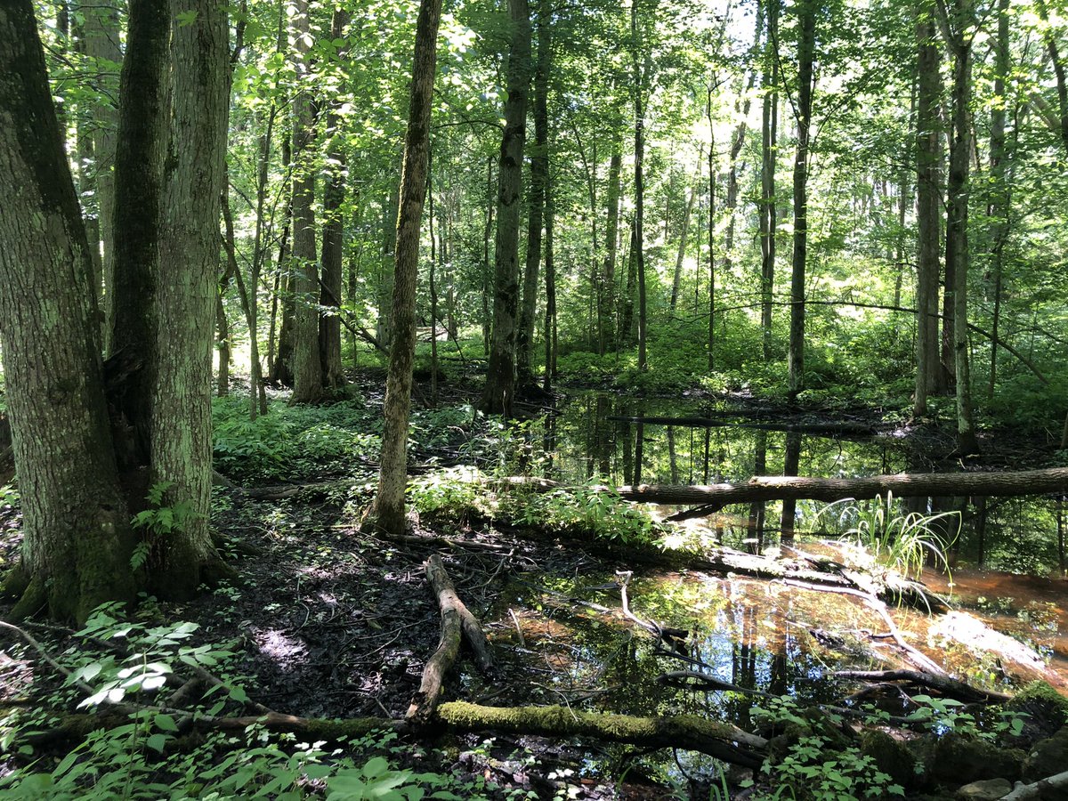 stopbwgbypass's tweet photo. #ICYMI - in July we did a walking tour of the Lower Landing with @FROGSofEG. Here are some of the photos from the area of the proposed #BradfordBypass route. https://t.co/wVTXVVkB5v