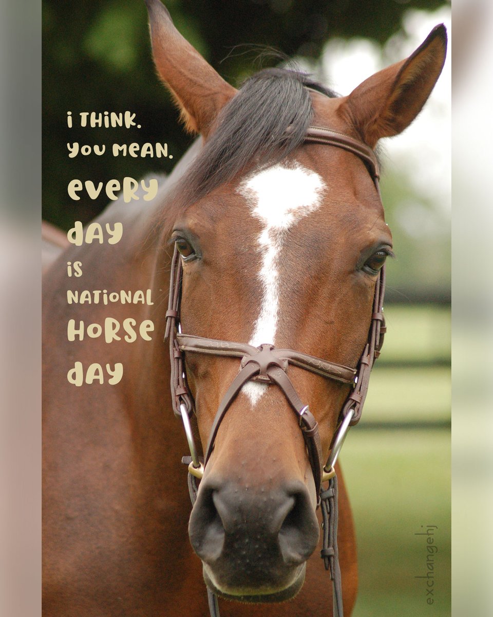 obligatory #nationalhorseday tweet