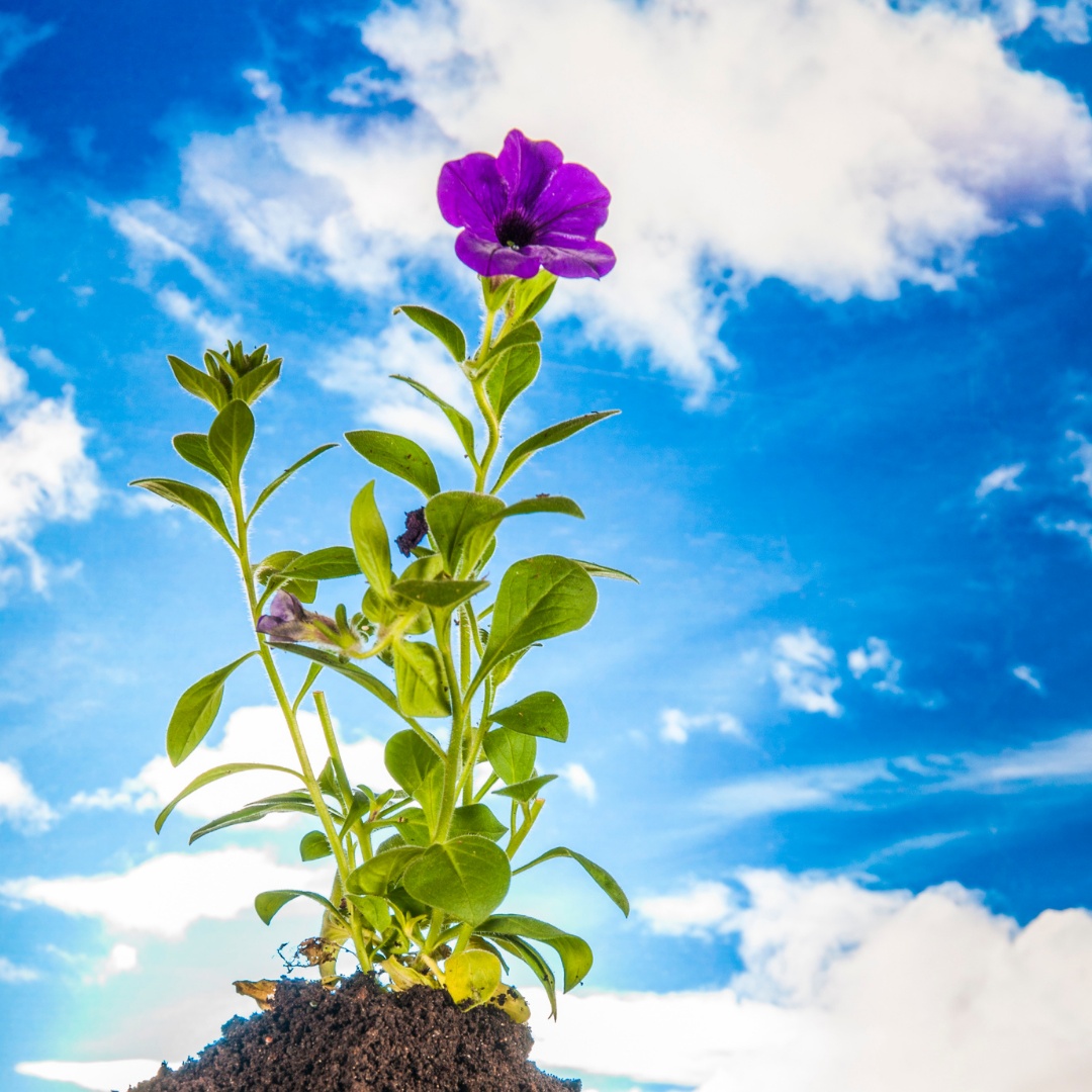 “If we had no winter, the spring would not be so pleasant.”

#nmsu #good #gracious #compassion