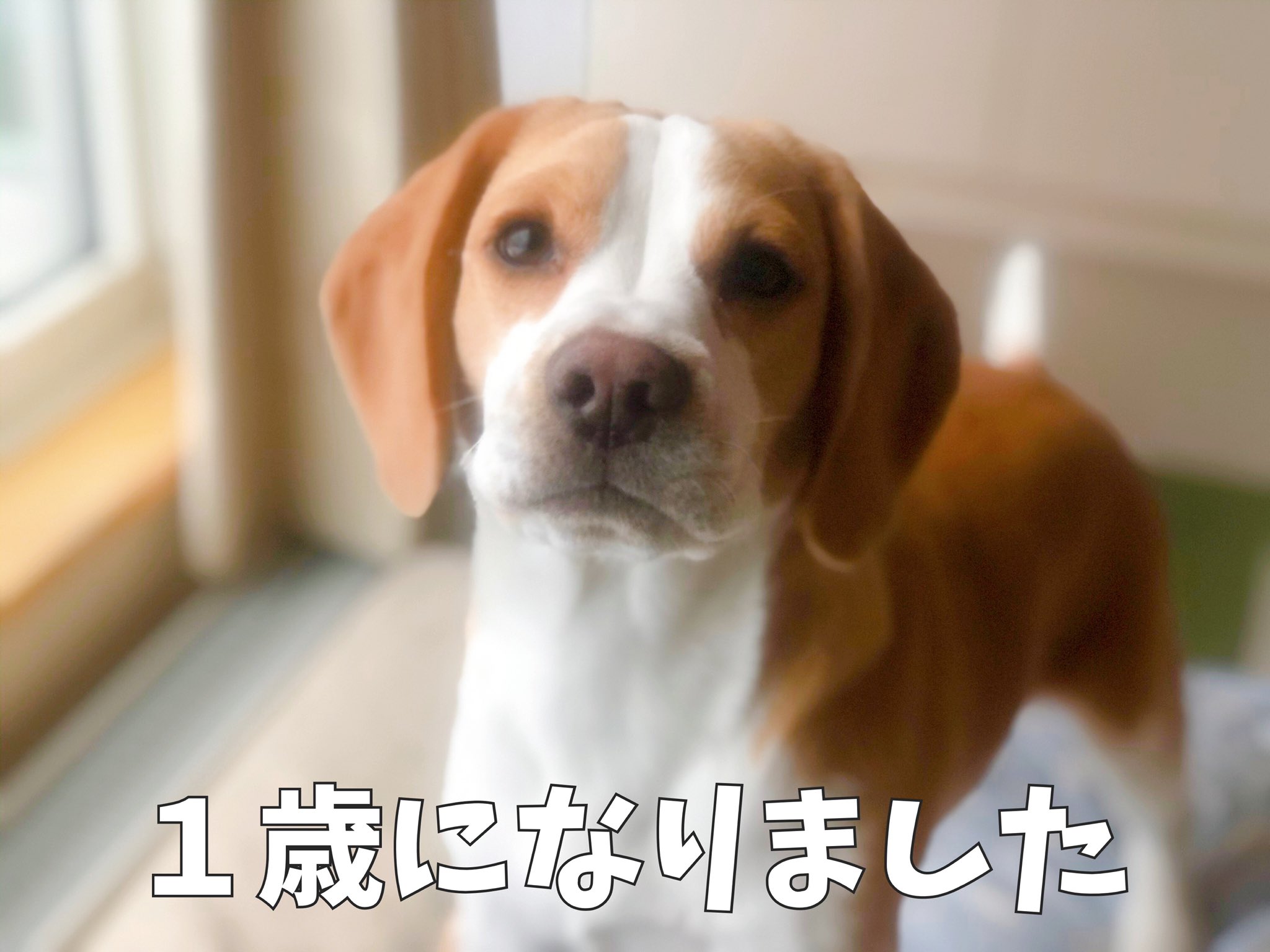 もんじろう 紋次郎 だモン 仕事を終えて家に帰るのが楽しみになって 笑わない日がなくなって 今が寝室になってから1年 ありきたりだけど 健康でいてくれてありがとう 1歳になったので なんでも 食べるのは卒業してください 犬 ビーグル レモン