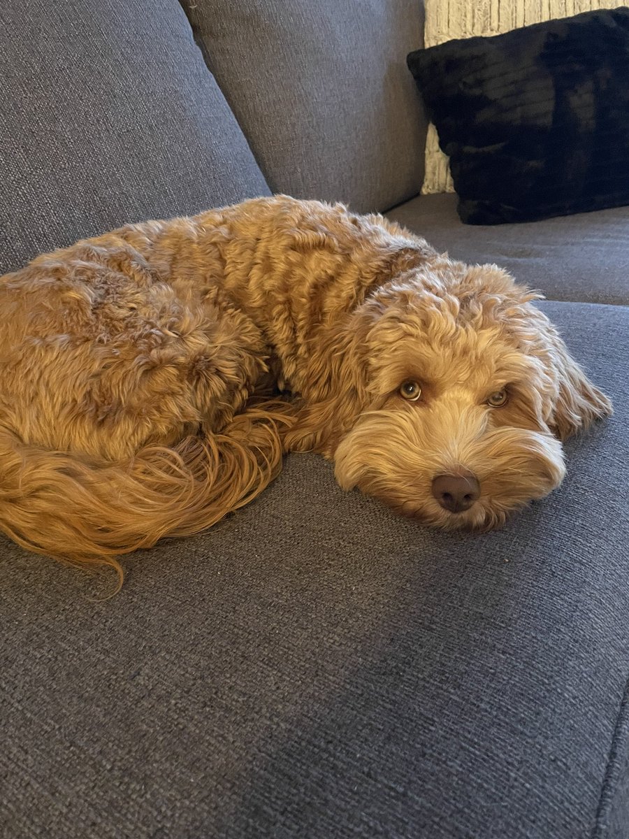 leah_rusnell's tweet photo. Post call snuggles with this guy cannot be beat ✨ https://t.co/c1Q6f3EPMW