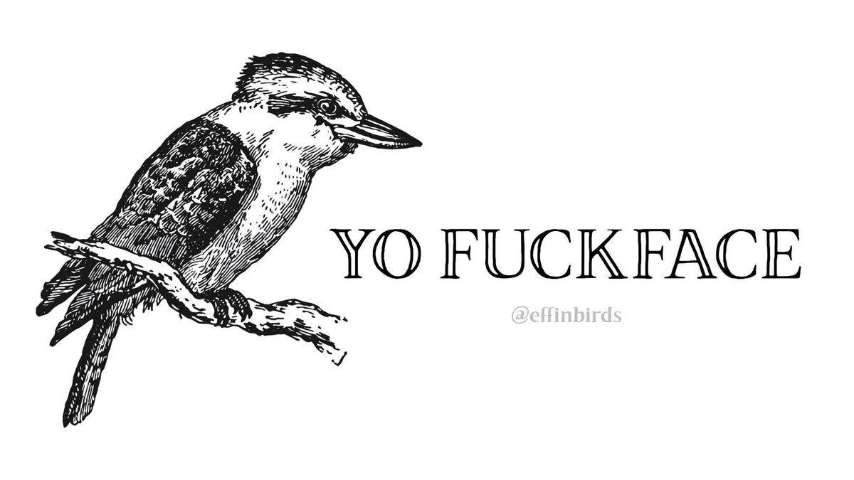 Effin' Birds tweet media