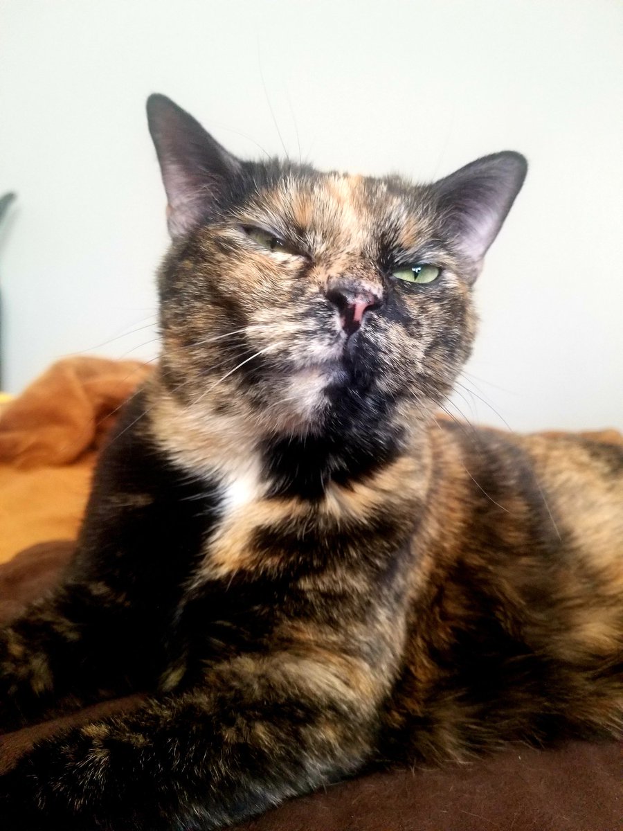 TDNVince's tweet photo. I can't remember what Nina was upset about in this photo as it was a few months back, but she pulls these kinds of faces semi often when she's put out with me. She's so expressive and adorable. πΌβ€π€£ #cats #tortie #tortitude #catitude #sassy #notamused #madkitty https://t.co/Mu0iJpuVHR