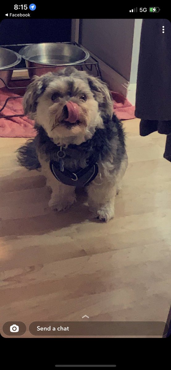 Me nose tastes goooood! #dogsoftwitter #DogsofTwittter #dogs #cute #pet #pets #dog