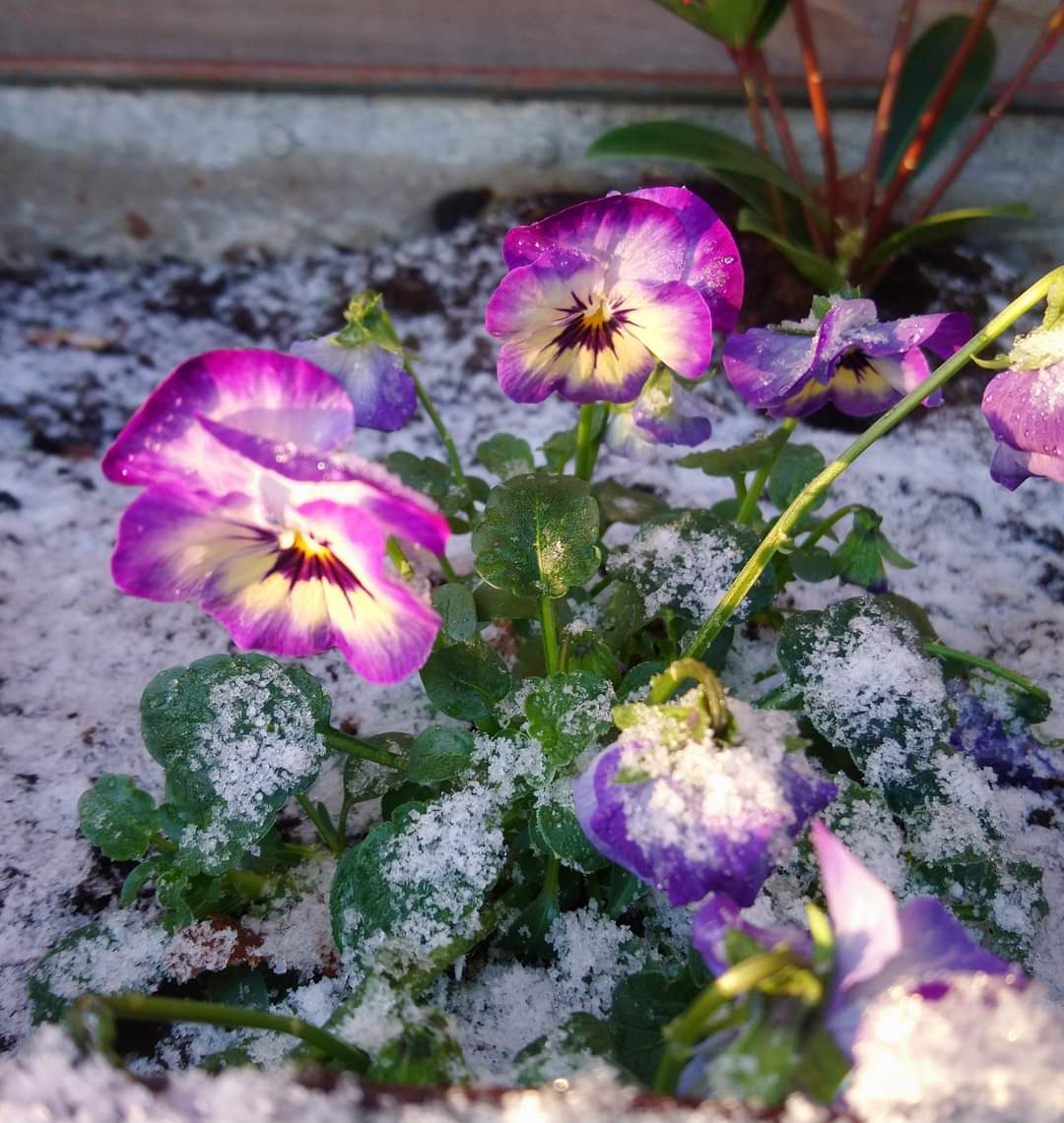 TyCamlad's tweet photo. On #Day13 a lovely #frosty photo to get us all in the #wintry #spirit Wrap up and stay #warm and #well We are looking forward to brighter days and welcoming lovely guests in these days leading up to #Christmas #yearroundcolour https://t.co/pHkwKuRyvZ