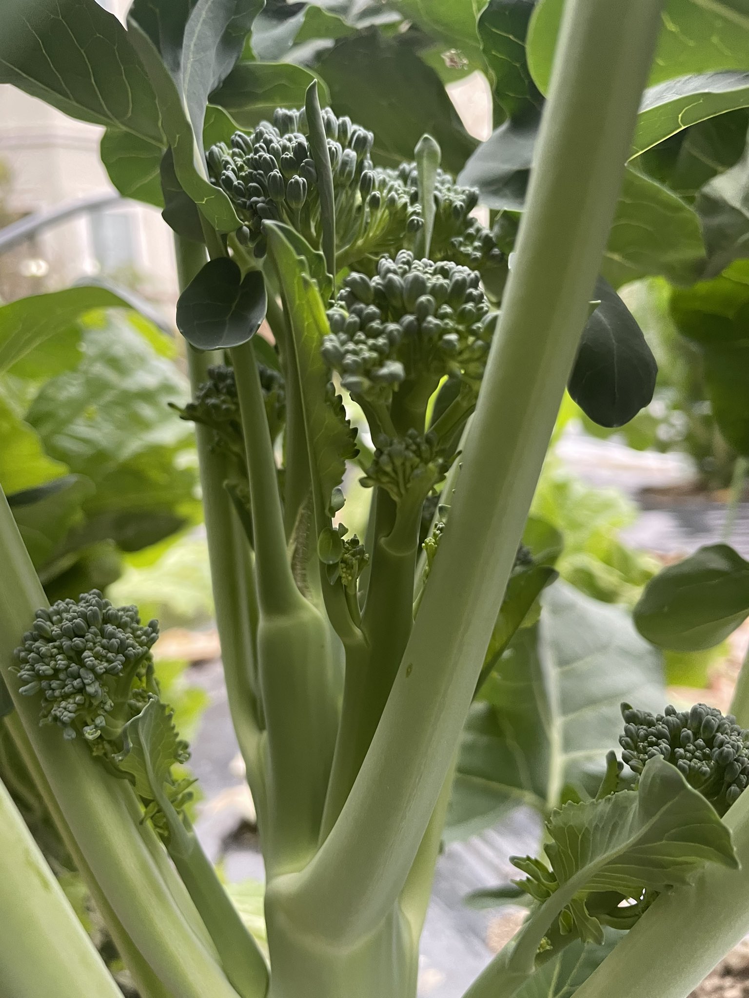 Umiyamakitchen Housekeeper Jin 頂花蕾は早めに切った方が脇芽が伸びやすいようです スティックセニョールは脇芽が主役ですから そうすることで脇芽がたくさん出て伸びるようになるので良いとのこと ちなみに追肥は根元からセンチ離れたところに