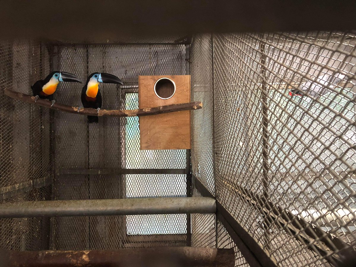 ガイアナ便入荷しました。

オニ66特価3羽
ヒムネ22万特価1羽