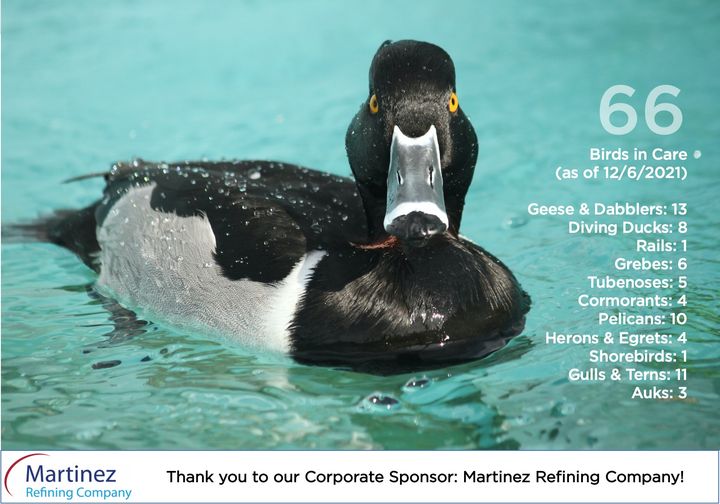 International Bird Rescue tweet media