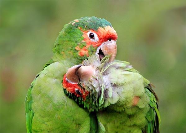 BirdPerHour's tweet photo. #birdbot https://t.co/scfoh5ajZT