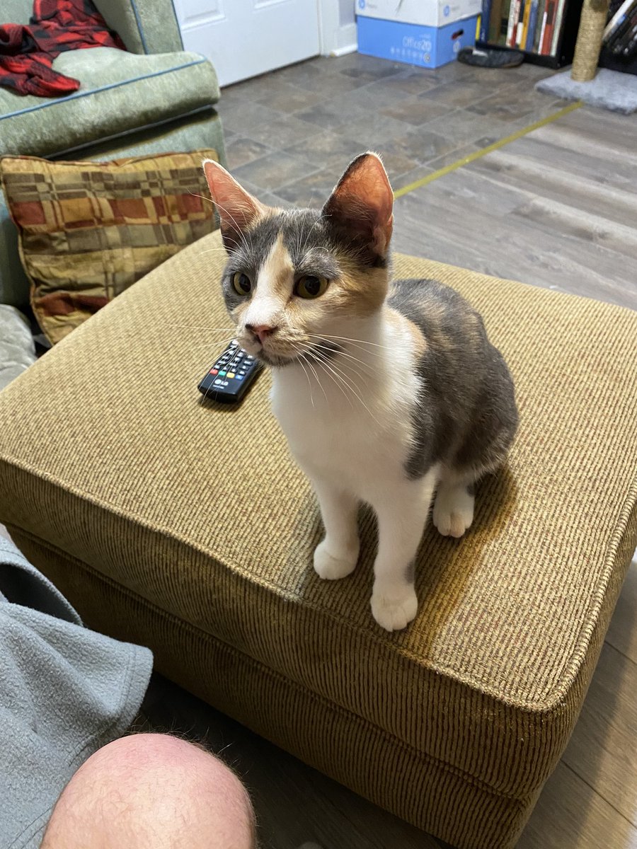 bird2nasty's tweet photo. POV: your cat just smelled dinner https://t.co/Ekb8ShQdrK