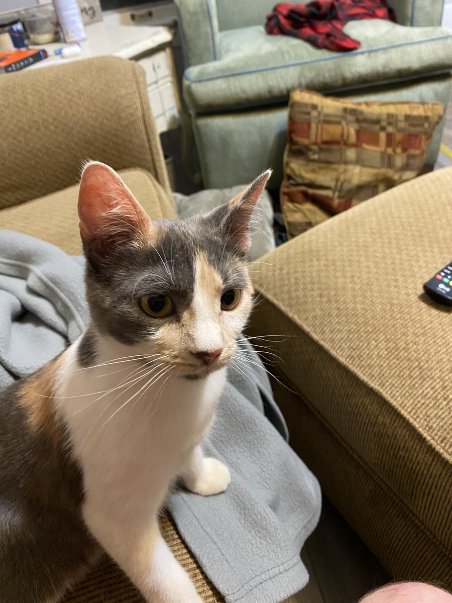 bird2nasty's tweet photo. POV: your cat just smelled dinner https://t.co/Ekb8ShQdrK