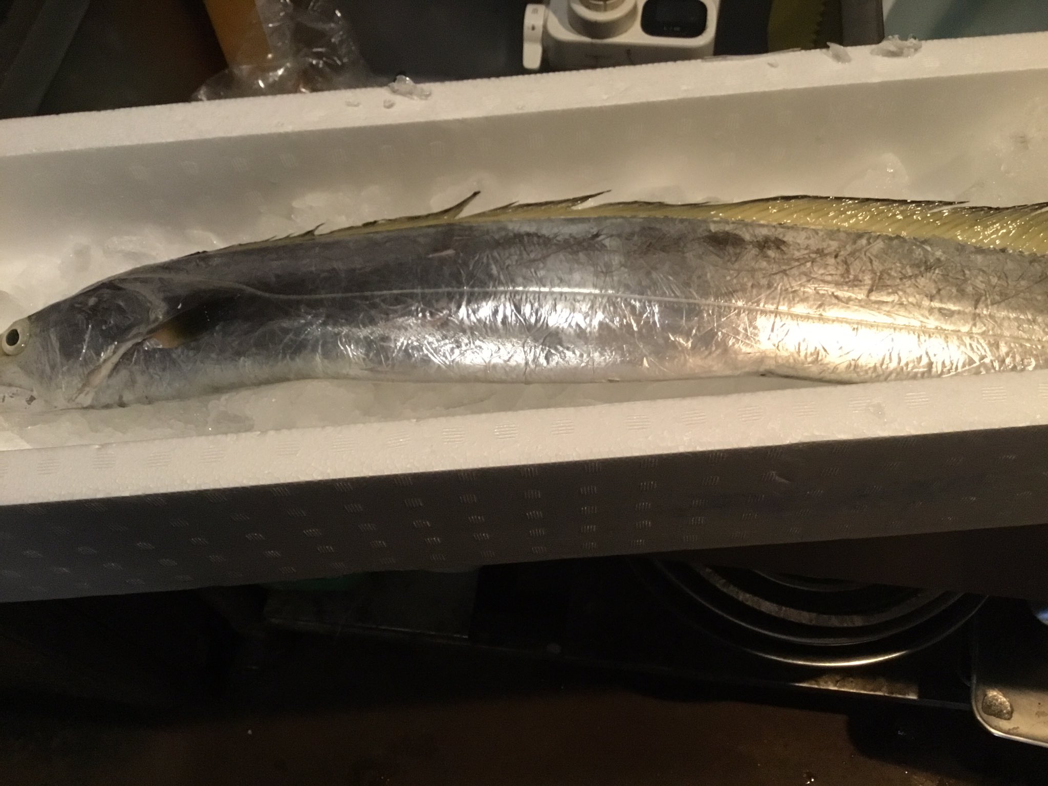 تويتر 東京夜市 على تويتر 本日のオススメは ピカ 太刀魚デカイです ヒラメは神経抜きホッケも神経抜きでプリプリ 白子天ぷら 高級魚ムツの刺身 本日も元気にお待ちしてます T Co R2vc9avynn