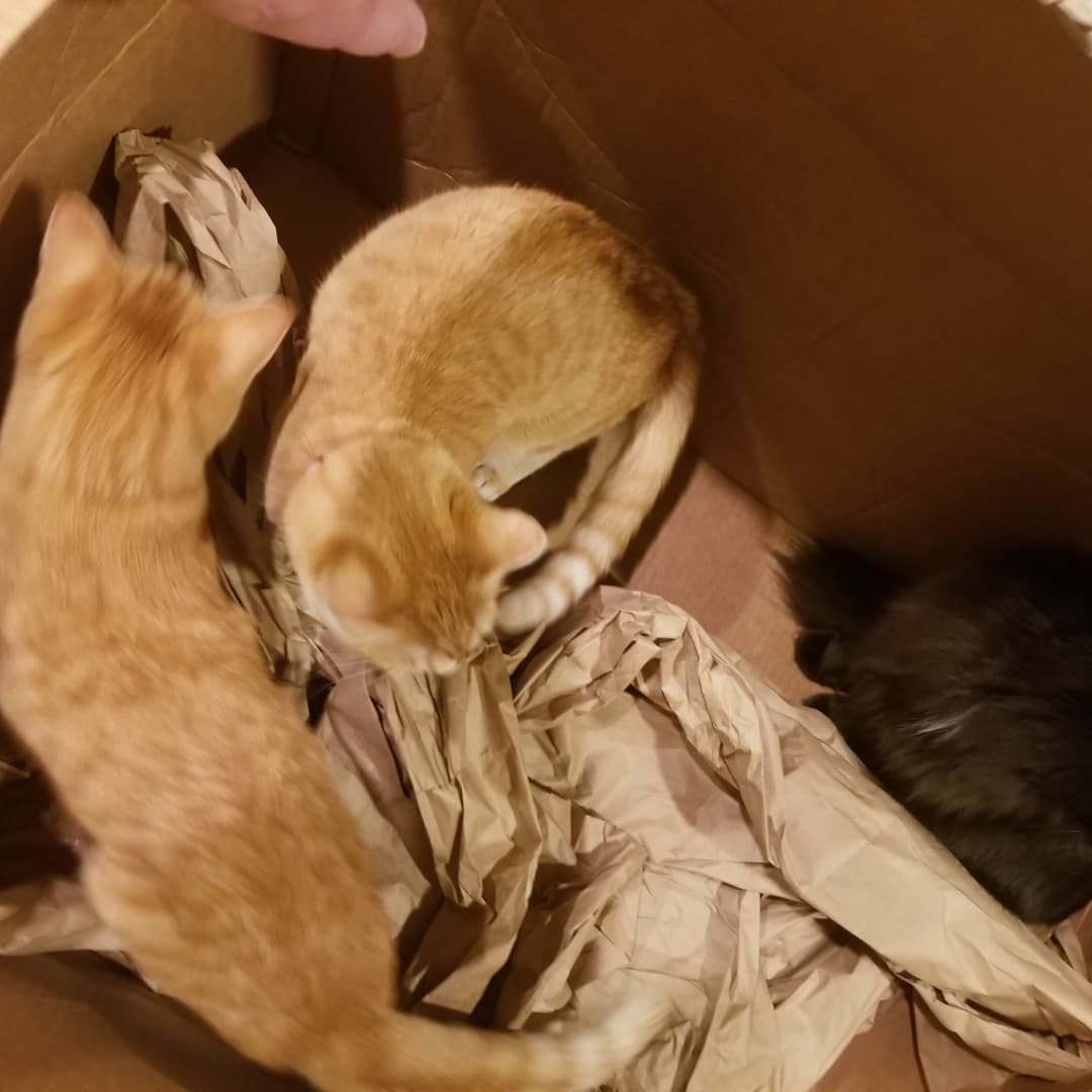 FlowerFancyPant's tweet photo. I opened up a box that arrived today, emptied it and turned around to see it had 3 new occupants! It took less than 1 minute to catch 3 cats!! https://t.co/26HSx2LBm5