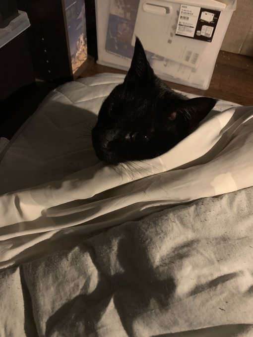 寒いのでネコチヤンも布団から生えてる 