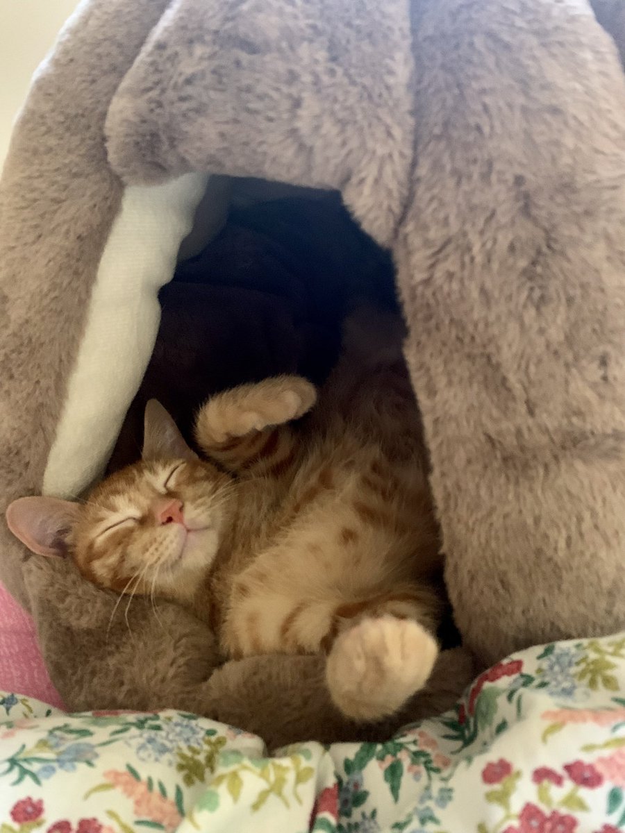 🧡💤

#로우쏭 #고양이 #길고양이