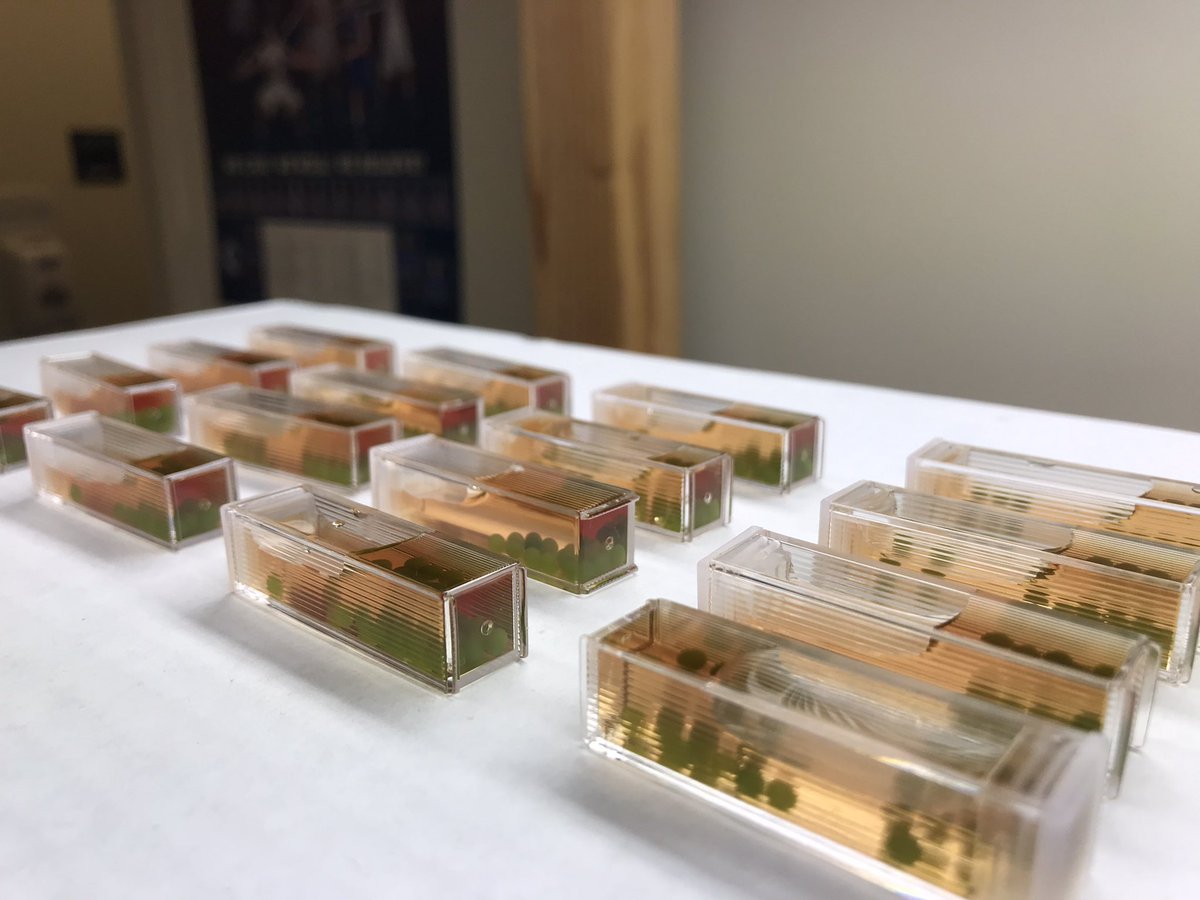 TracieBRoman's tweet photo. @parishepiscopal @ParishStem AP Biology Midterm Laboratory Exam: using the BioRad Photosynthesis and Cellular Respiration Lab to model data collection and data analysis of climate change’s effect on marine life and ocean-atmosphere interaction. https://t.co/z0bJwrC3Ej