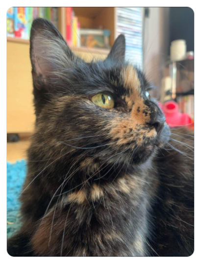 geemeff's tweet photo. #JusticeForMini the elderly #cat mauled to death by dangerously out of control hunting dogs. Hunt master of the #WesternHunt was found guilty at Truro Magistrates Court after 14 year old Mini was killed outside her home by his pack of hounds earlier this year. #CatsOfTwitter https://t.co/C7ZNMZOgd1