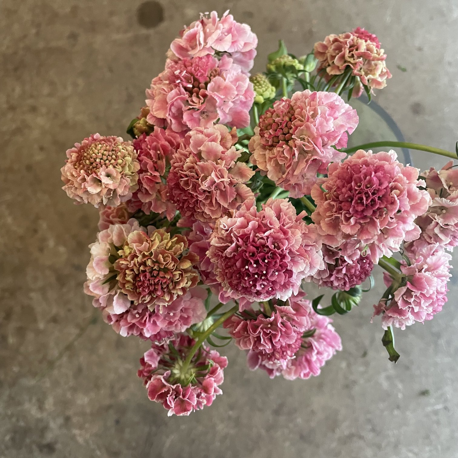 D Ici Peu 毎日ひと花 スカビオサ コットンキャンディスクープ T Co 7xblnc2ape Twitter