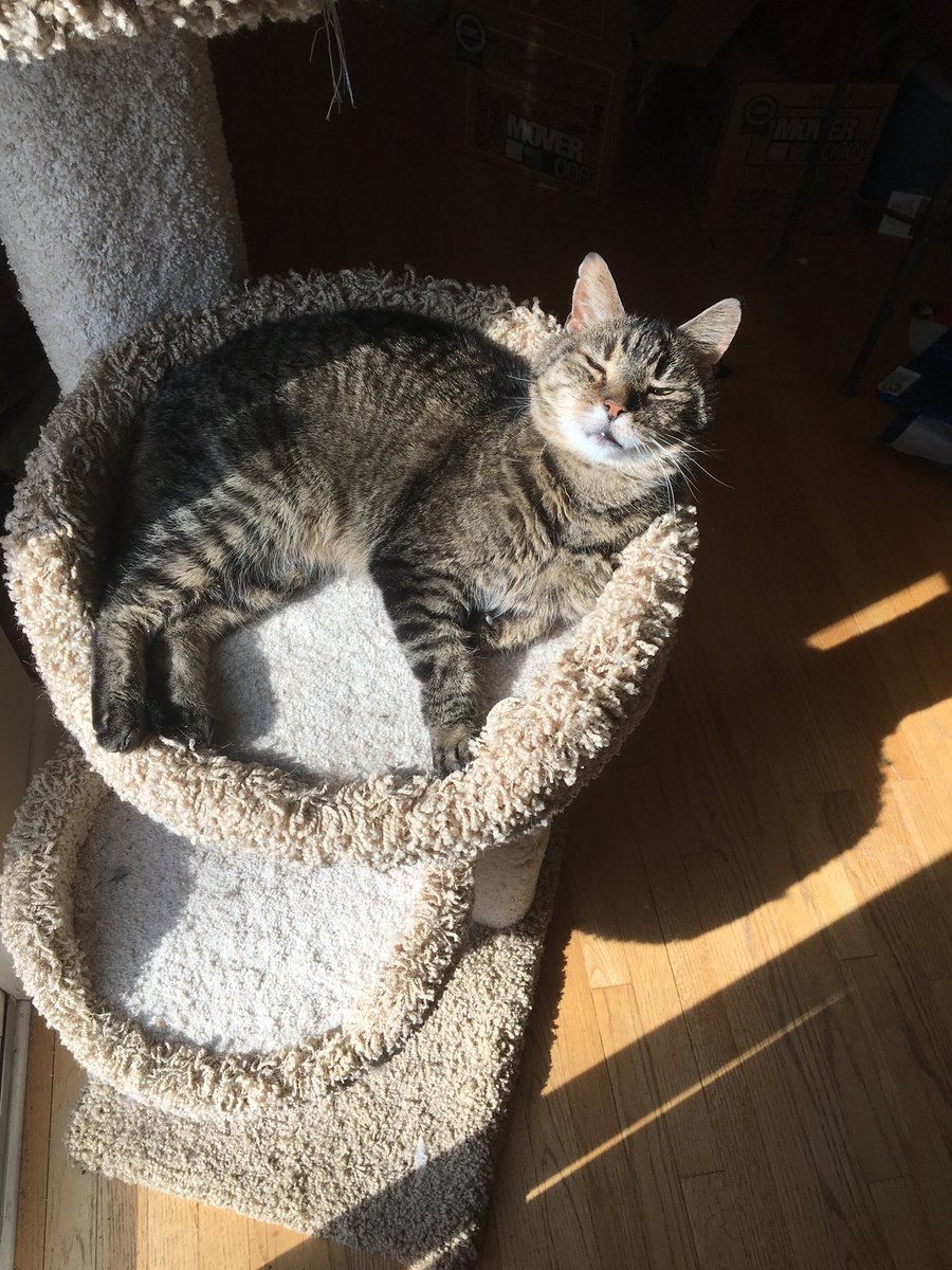 Silverain35's tweet image. Today my sweet old man, Thomas passed away. Our hearts are broken, but he always lived his life like it was golden!!! We’ll miss you sooo much little hunny!! 💔