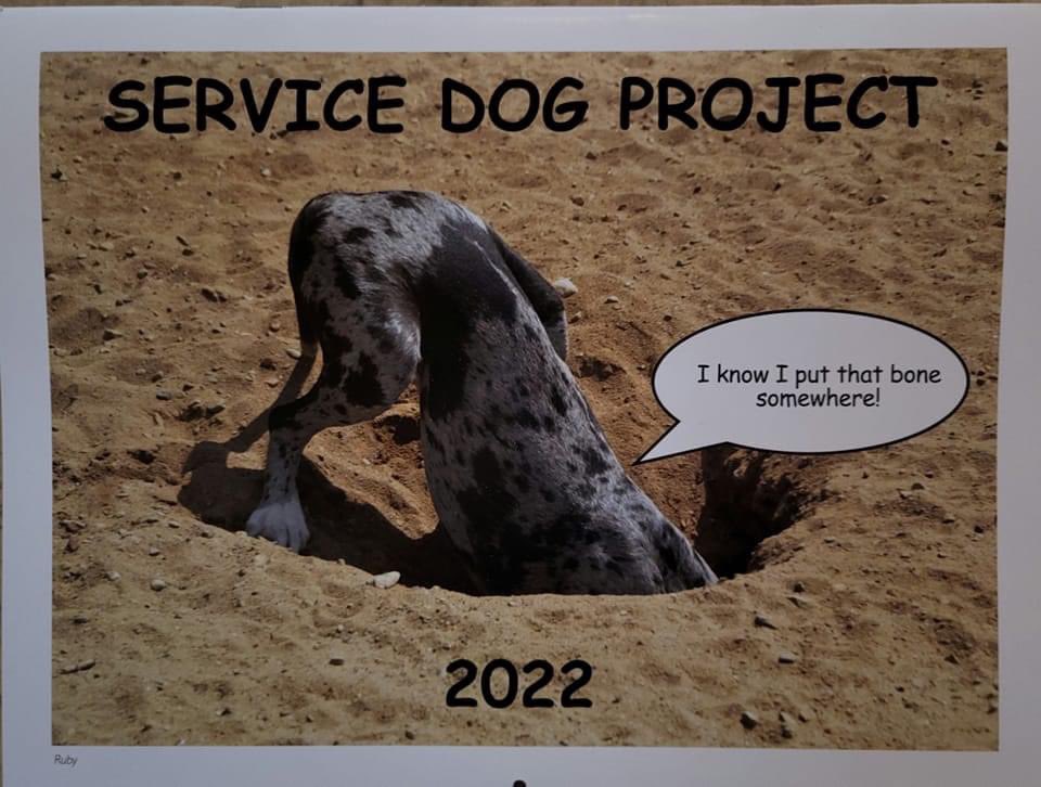 News flash - our 2022 calendars have arrived. Visit us at servicedogproject.org 
#servicedog #servicedogs #greatdaneservicedog #greatdane #greatdanesh
#balance #balanceandmobility #balancedog #greatdanesofinstagram #gteatdanesofig#greatdanelove #danelife #dog #dogs