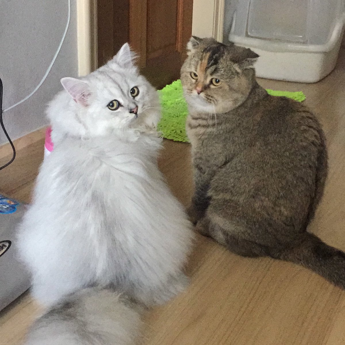 โบนัสเป็นแม่แมว tweet media