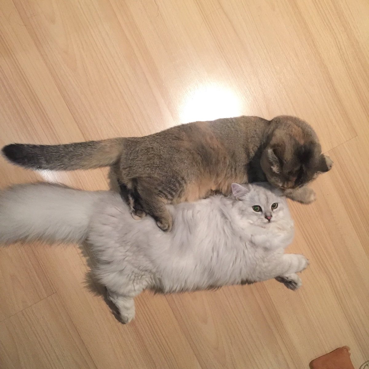 โบนัสเป็นแม่แมว tweet media