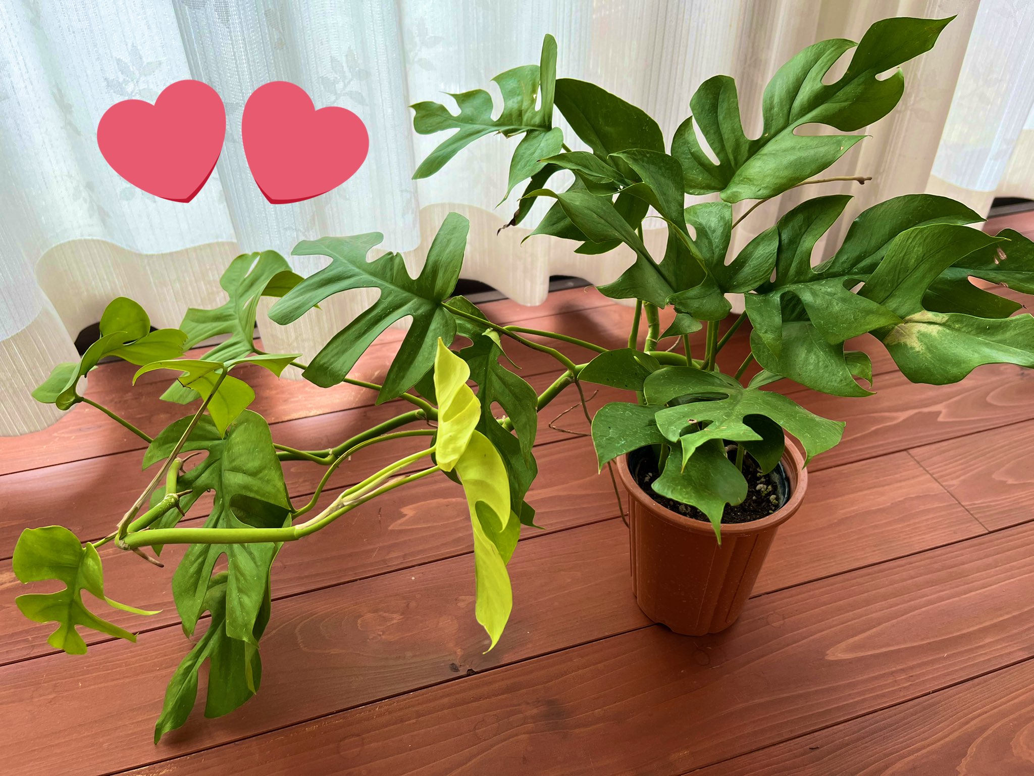 Mirin へなちょコイナー卍王會 ちょっと心の癒しに観葉植物買いました 姫モンステラ っていうんだって 可愛い よね 名前 ひめ 観葉植物 緑のある生活 チャート見て疲れたらこの子を眺める モンステラ T Co Tbe12q2yqe Twitter
