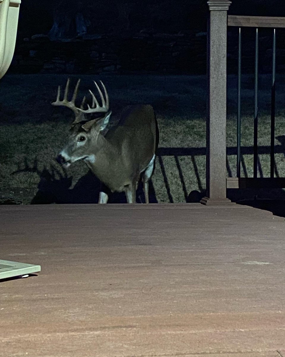 SWOHhunter's tweet photo. My ol’ buddy Monty paid me a visit on the back deck tonight. Good to see ya ol’ son! https://t.co/zROuPnWIao